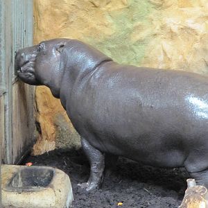 Pygmy hippopotamus on 06/08/2016