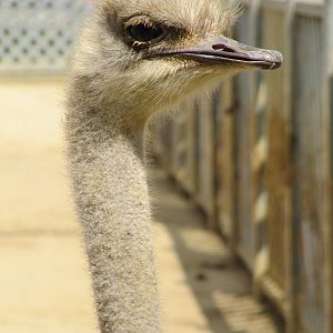 Ostrich head on 06/08/2016