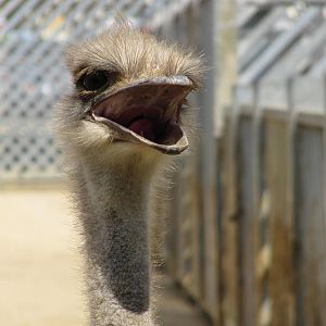 Ostrich head on 06/08/2016