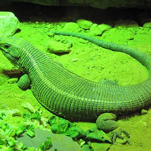 Plated lizard on 06/08/2016