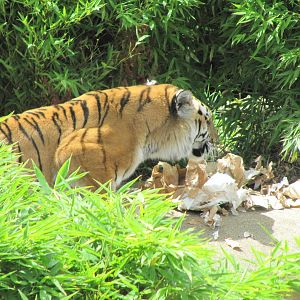 Tiger at feeding time on 06/08/2016