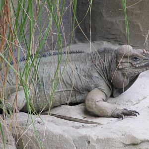 Rhinoceros iguana on 06/08/2016