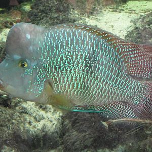 Tropical fish on 06/08/2016