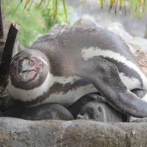 Humboldts penguin on 06/08/2016