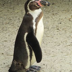 Humboldts penguin on 06/08/2016