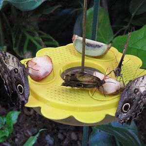 Owl butterflies feeding on 06/08/2016