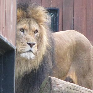 Male Lion on 06/08/2016