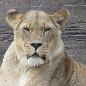 Lioness on 06/08/2016