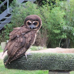 Wood Owl on 06/08/2016