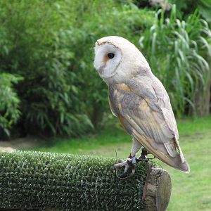 Barn Owl on 06/08/2016