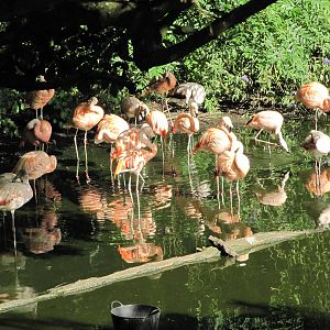 Flamingos on 06/08/2016