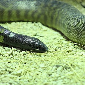 Black-Headed Python