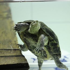Vietnamese Pond Turtle
