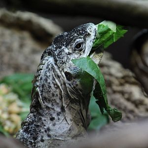 Utila Spiny-Tailed Iguana
