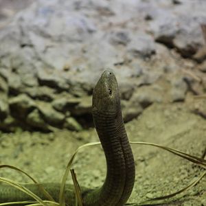 European Legless Lizard