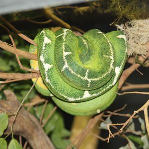 Amazon Basin Tree Boa