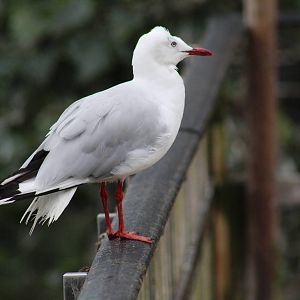 African Grey-Headed Gull