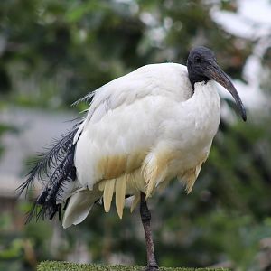 African Sacred Ibis