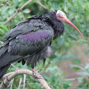 Northern Bald Ibis