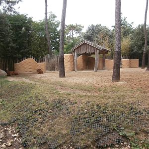 Eastern bongo enclosure