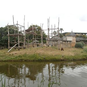 Bornean orangutan island