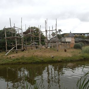 Bornean orangutan island