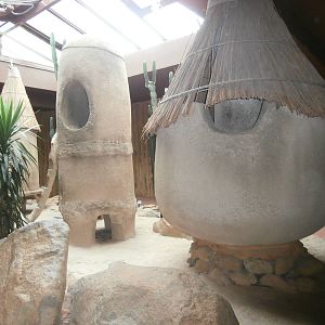 Inside the great ape house