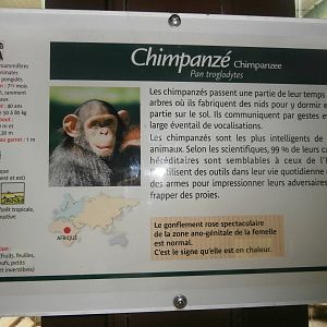 Chimpanzee sign