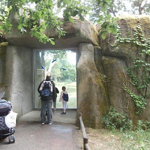 First chimapnzee island viewing