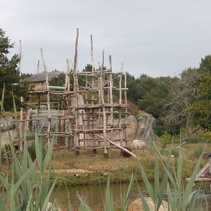 Bornean orangutan island