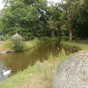 Coscoroba swan enclosure
