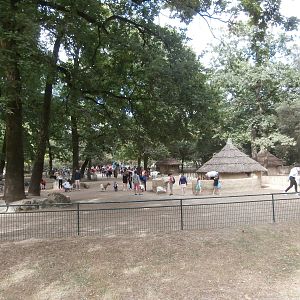 West African pygmy goat enclosure