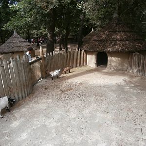 West African pygmy goat enclosure