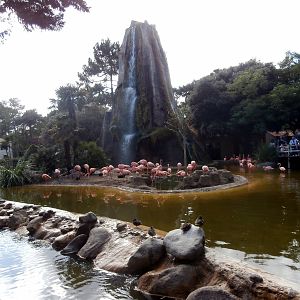 Caribbean flamingo enclosure