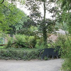 Lion outdoor enclosure