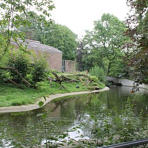 Lion outdoor enclosure