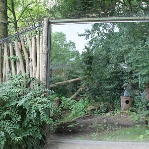 European wildcat enclosure