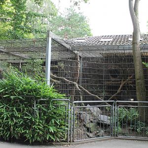 Enclosure Fishing cat