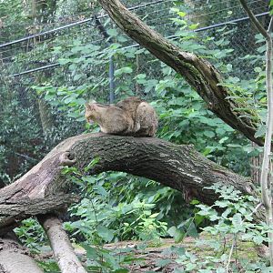 European wildcat
