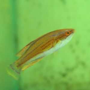 Paracheilinus mccoskeri