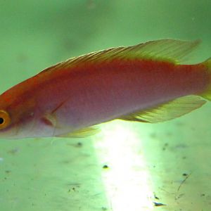 Female Flame Fairy Wrasse (Cirrhilabrus jordani)