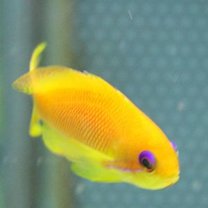 Female Indian Ocean Lyretail Anthias (Pseudanthias squamipinnis)