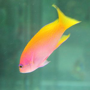 Pictilis Anthias (Pseudanthias pictilis)