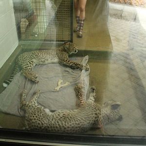 Aug. 2016 - Children's Zoo - Cheetahs in the nursery