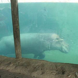 Aug. 2016 - Africa - Bibi walking along the bottom of the pool