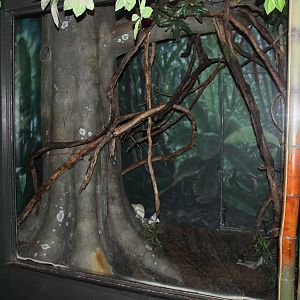 Aug. 2016 - Jungle Trails - Large-spotted Genet Exhibit