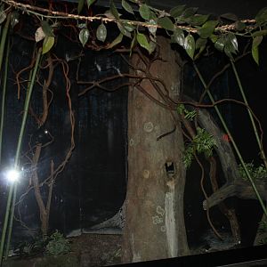 Aug. 2016 - Jungle Trails - Grey Bamboo Lemur + Potto Exhibit