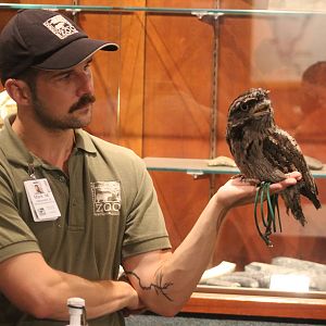 Aug. 2016 - Manatee Springs - Tawny Frogmouth Presentation