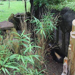 Aug. 2016 - Rhino Reserve - Yellow-backed Duiker between fences