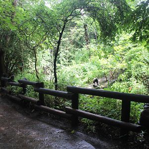 Aug. 2016 - Jungle Trails - Mueller's Gibbon Exhibit